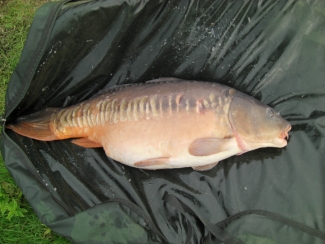 Click thumbnails below to view enlargements in lightbox player