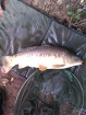7lbs 6oz Mirror Carp from Fletchers