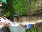 15lbs 1oz Pike from river idle. got this pike after it was peseting me when catching silver fish.