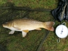 Wally Pickering 14lbs 2oz Common Carp. fishing tetney   jamies campsite  got this common carp on 16 mm hard pellet..