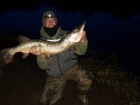 Wally Pickering 19lbs 0oz pike from river idle using smelt.. go this pike on river idle just into dark 19lb bang on..