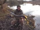 Wally Pickering 13lbs 0oz Pike from river idle. got this pike almost as soon dropped in. on a mackerel head popped up around eighteen inches from bottom..