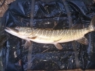12lbs 7oz Pike from river idle. hi I got this pike of 12 lb 7 oz  after catching six bream through the night the biggest been 7lb 4 oz and smallist 6 lb 2 oz . had a really good secion apart from I