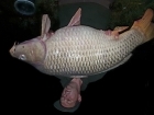 James Cracknell 54lbs 4oz Common Carp from Barnview lake