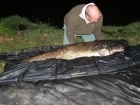56lbs 0oz Catfish (Wels) from Sweet Chestnut Lake using Mainline Cell.. KD rig with snowman