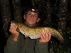 3lbs 0oz Catfish (Wels) from Sweet Chestnut Lake