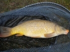 Glyn Jones 3lbs 10oz Common Carp from Millride Fishery using Pyramid tutti frutti.