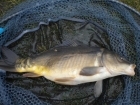 3lbs 3oz Mirror Carp from Tackeroo using Pyramid tutti frutti.