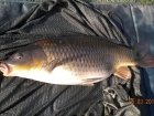 6lbs 1oz Common Carp from Tackeroo using Pyramid tutti frutti.