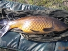 11lbs 1oz Common Carp from Tackeroo using Pyramid tutti frutti.