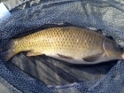 4lbs 8oz Common Carp from Tackeroo using Pyramid tutti frutti.