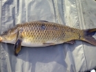 6lbs 15oz Common Carp from Tackeroo using Pyramid tutti frutti.