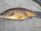 6lbs 13oz Common Carp from Tackeroo using Pyramid tutti frutti.