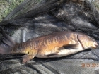 7lbs 9oz Mirror Carp from Tackeroo using Mainline Cell.