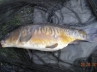 11lbs 0oz Mirror Carp from Tackeroo using Mainline Cell.