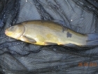 3lbs 13oz Tench from Tackeroo using Pyramid tutti frutti.