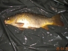5lbs 14oz Common Carp from Turf pool using Mainline Grange CSL.