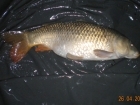 8lbs 2oz Common Carp from Turf pool using Mainline Grange CSL.
