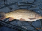 8lbs 7oz Common Carp from Turf pool using Mainline Grange CSL.