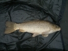 12lbs 4oz Common Carp from club water b using Mainline Fusion.