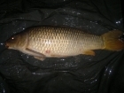 14lbs 9oz Common Carp from club water b using Mainline Fusion.