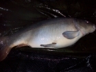 Andy Hyden 17lbs 4oz Mirror Carp from fisherwick using cell / grange.
