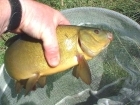 2lbs 2oz Tench from Pershall Pool Eccleshall. I caught this using double red maggot on a size 18 hook, 4Ib mainline and 2Ib hook length. I was using Rod and line with a waggler float.