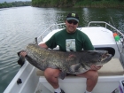 115lbs 0oz Catfish (wels) from River Ebro