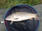 Dan Glover 4lbs 0oz Common Carp from Fletchers. method feeder