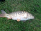 1lbs 12oz Mirror Carp from hopton pools. caught using red maggot on float, small but put up a good fight   :)