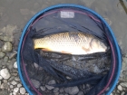 Dan Glover 2lbs 1oz Common Carp from hopton pools. red maggot, float rod, 2lb line strenght.