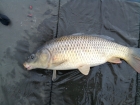 Dan Glover 3lbs 2oz Common Carp from Hopton Pools. metod feeder