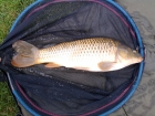 Dan Glover 6lbs 6oz common carp from hopton pools. method feeder