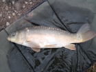 3lbs 11oz mirror carp from fletchers