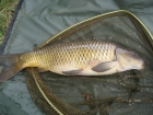 Stuart Andrew Potts 8lbs 0oz Common Carp from Maythorne Fisheries using Green giant.. Float fishing slightly over depth, about 4ft deep, near tree about 15ft out. 8lb line, size 10 hook.