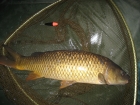 Stuart Andrew Potts 7lbs 0oz Common Carp from Maythorne Fisheries using Asda tiger bread.. Surface fishing two rod lengths out with controller float about 6ft to size 6 hook