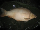 14lbs 10oz Mirror Carp from Old Mill Lakes using Nash Scopex Squid Liver + Robin Red.. 15-20m out just on shelf railway side
Fluorocarbon running hair rig
