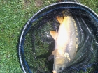 Ashley Gimbert 4lbs 4oz carp from Hopton Pools