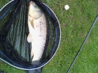 Ashley Gimbert 5lbs 7oz carp from Hopton Pools