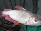 1lbs 1oz Roach from Renny Lake. Biggest of some twenty or so roach caught - pole at 8m with maggot on the hook