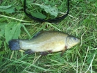 Adam Handley 1lbs 6oz Green Tench from Leire using Green Giant.. not big but my first one