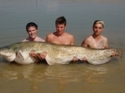 160lbs 0oz Catfish from River Ebro