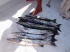 Neil Hutchinson 8lbs 0oz Barracuda from Atlantic Sea