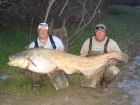 154lbs 0oz catfish from River Ebro