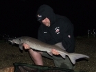 Essex Carp Baits 15lbs 8oz Sturgeon from Etangs De Breton using Essex Carp Baits C.I.A Chocolate Intense Amino.