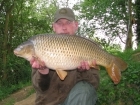 24lbs 12oz Common Carp from Rookley Country Park using Carp Company Icelandic Red Cranberry & Caviar.