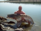 Andy Roberts 139lbs 0oz catfish from River Ebro. one of my larger fish from the trip to the Ebro in spain sept 09 ..
