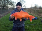 12lbs 1oz carp from Private Lake using carpcatchers.. Caught using carpcatcher boiles next to reed bed