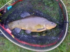 3lbs 8oz tench from Doxey Marshes. .