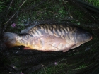 Kieron Axten 10lbs 0oz Mirror Carp from Finger Pool using Carp Company Icelandic Red Cranberry & Caviar.
